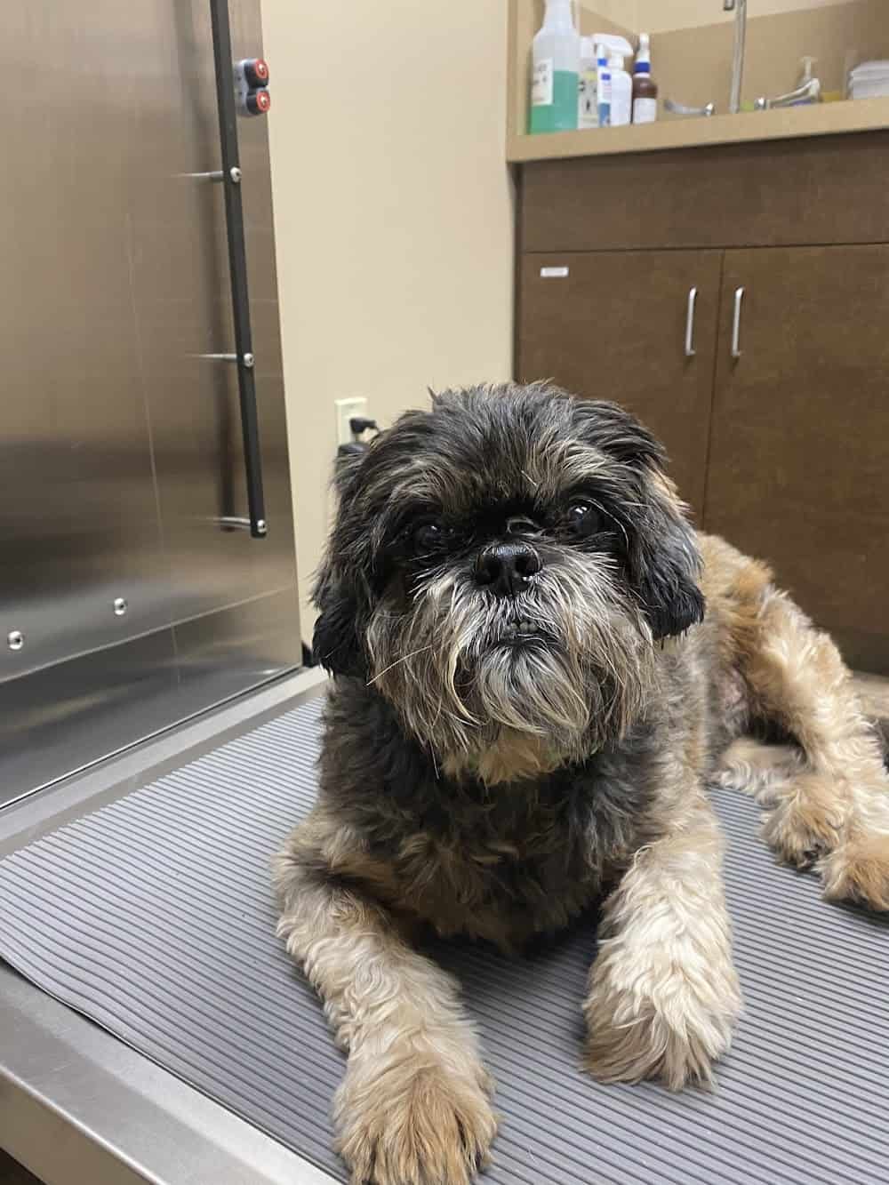 Bridgewater Veterinary Hospital