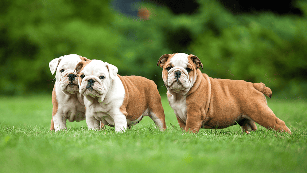Camelot Veterinary Services