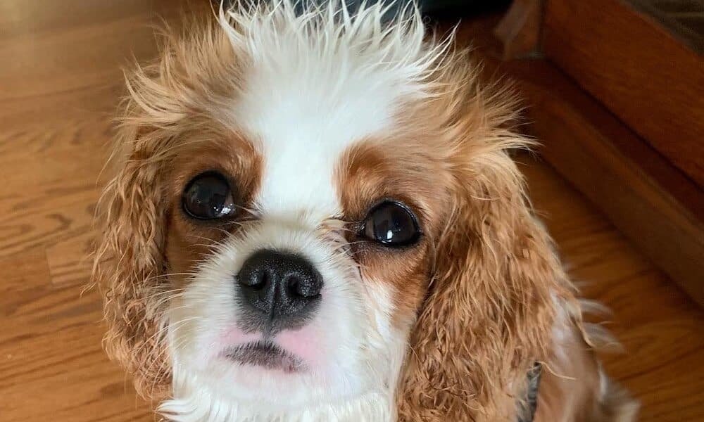 Canine Connection