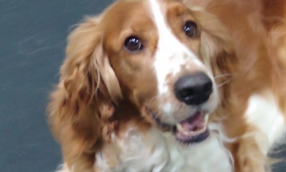 Canine Training Association Inc