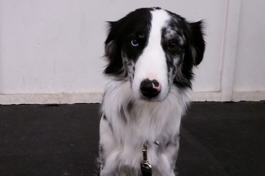 Capital Dog Training Club