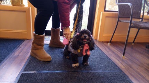 Cheryl’s pet grooming