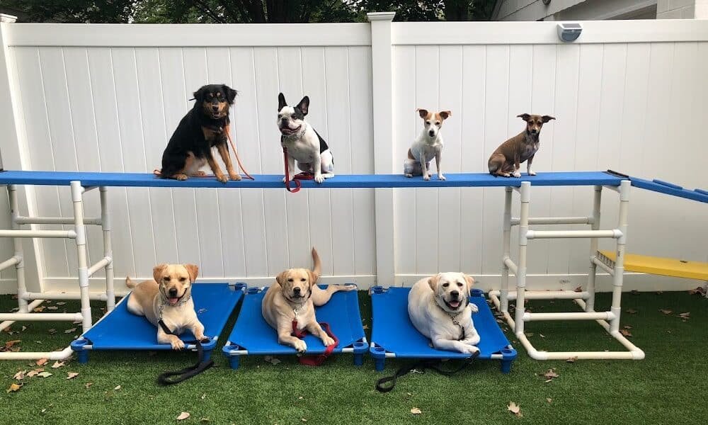 Chesapeake Dog Training, LLC