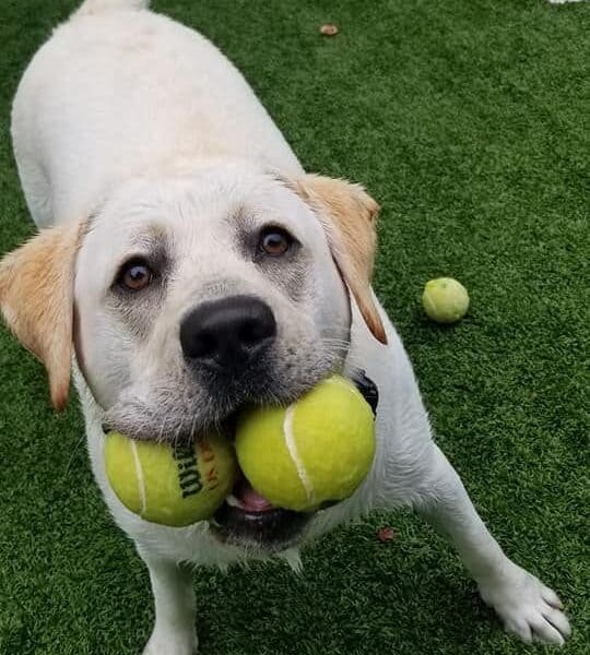 Chesapeake Dog Training, LLC