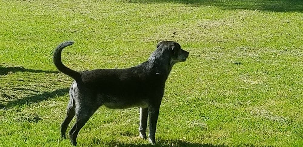 Chesapeake Veterinary Hospital