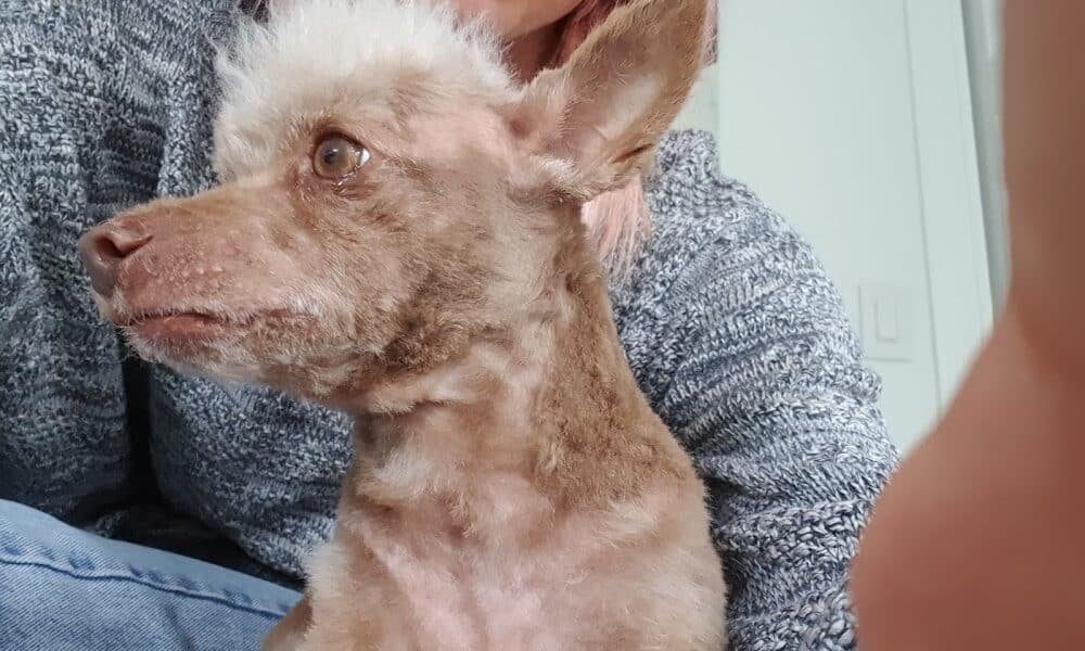 Chichie’s Pet Boutique