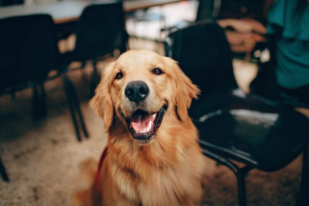 Clover Hill Animal Hospital