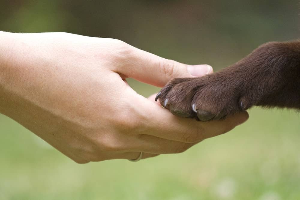 Cloverly Animal Clinic PC