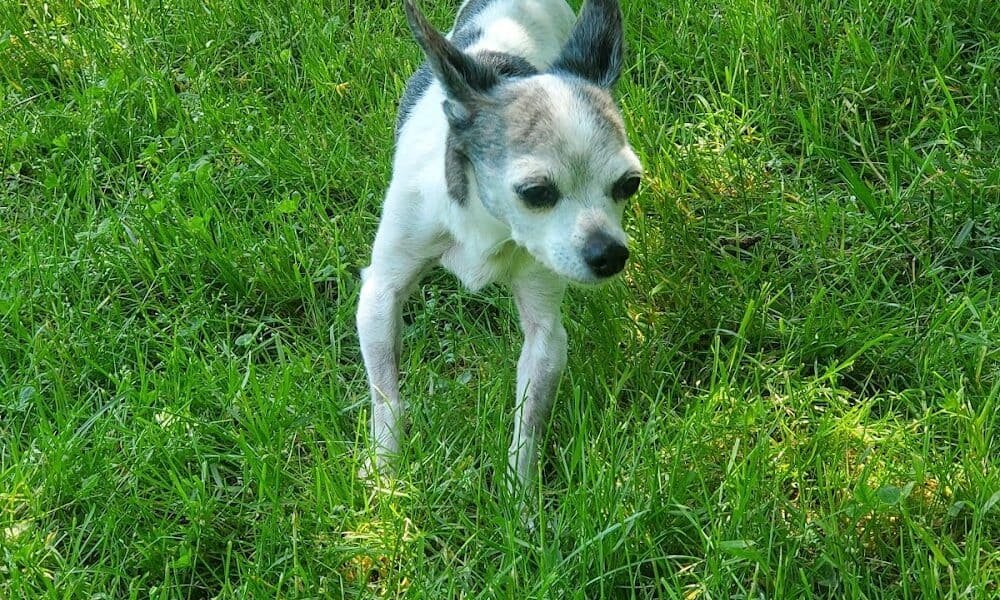Crown Veterinary Specialists