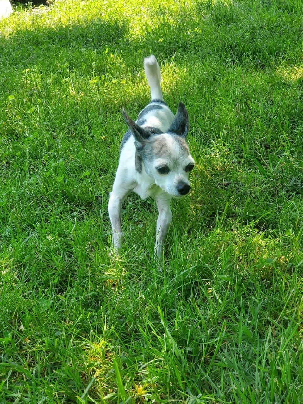 Crown Veterinary Specialists