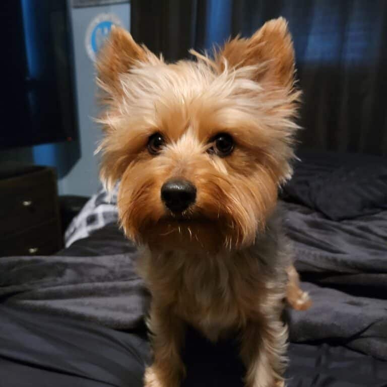 Dog E. Stylz
