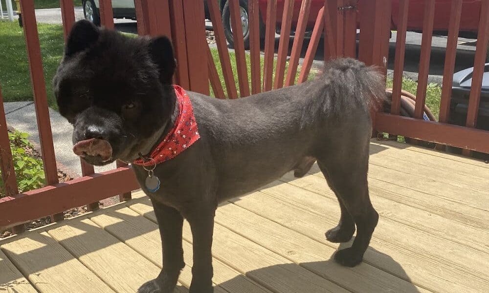 Dog Gone Purr-fection