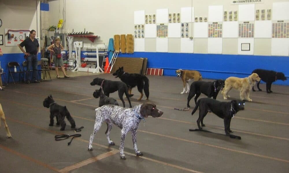 Dog Sense Unlimited