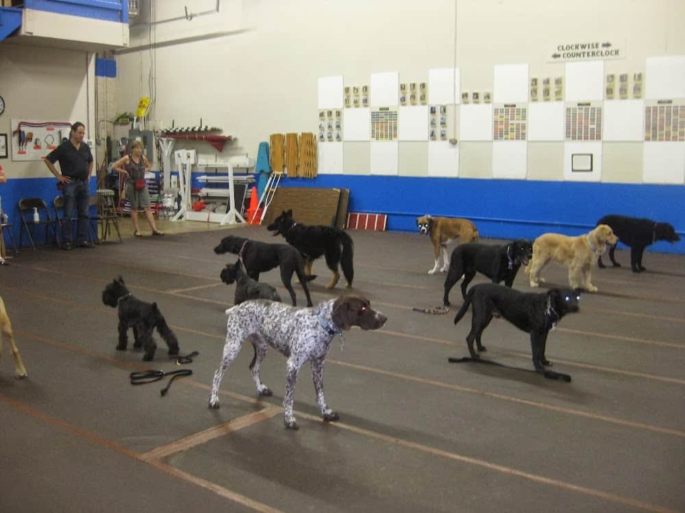 Dog Sense Unlimited