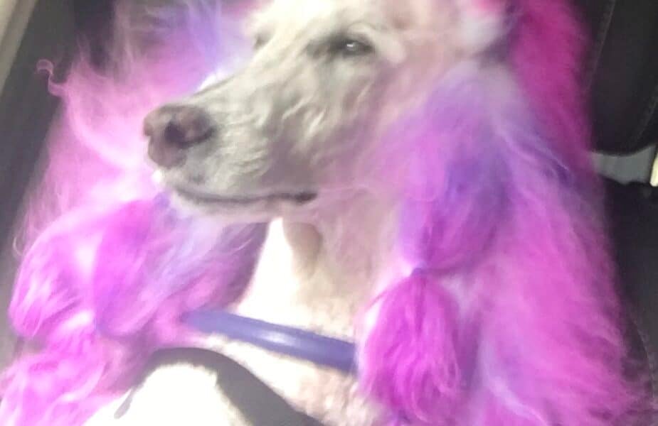 Doggie Washerette