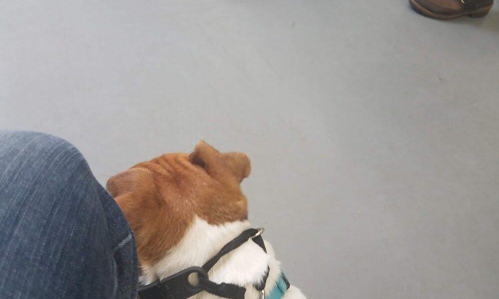 DogiZone