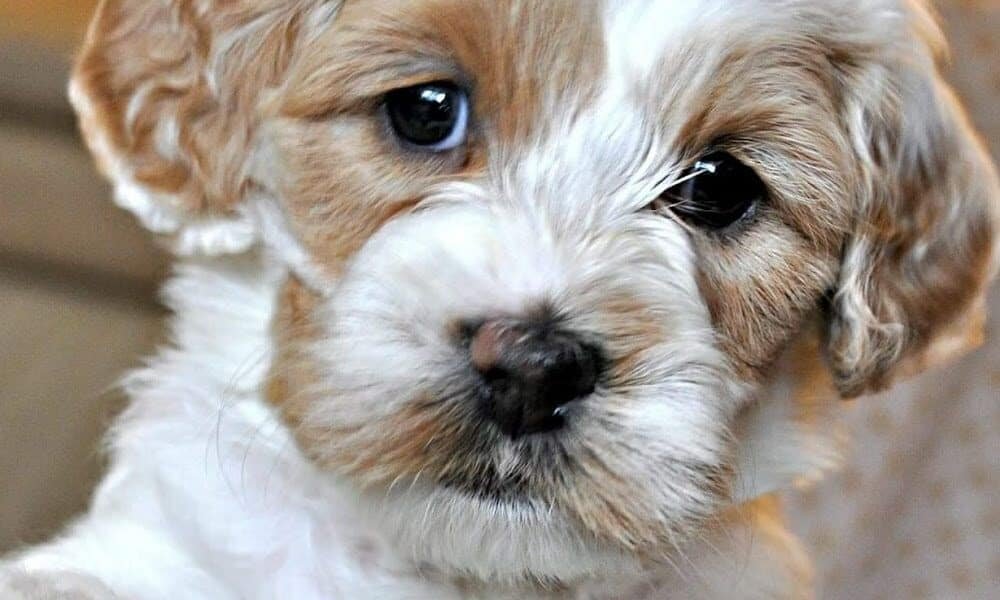 Doylestown Animal Medical Clinic