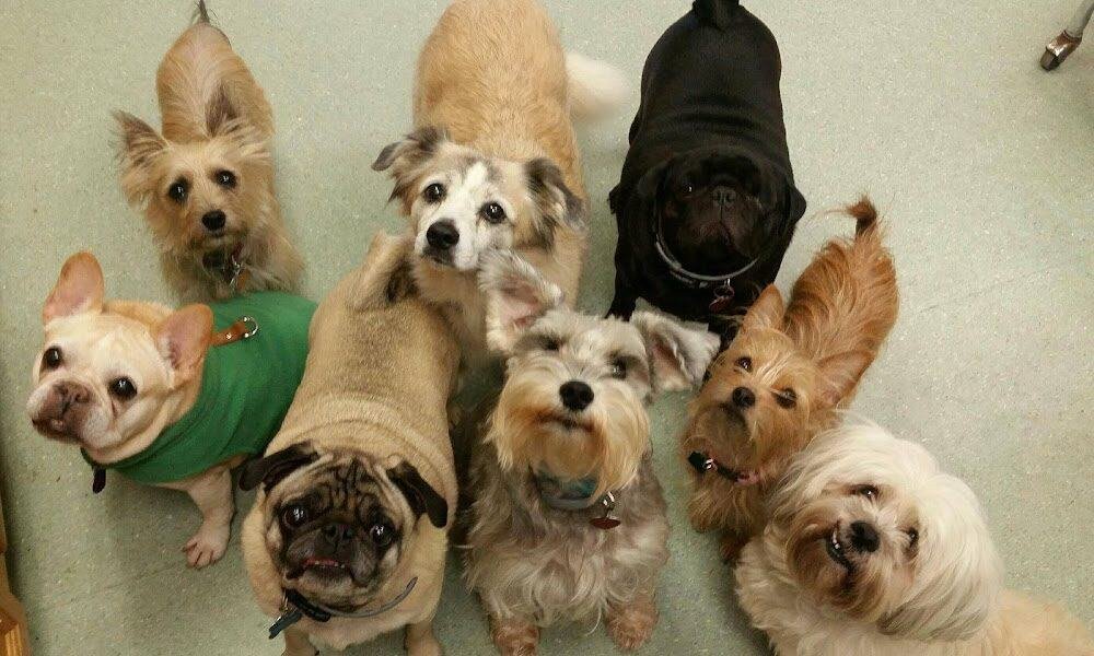 Duck Hollow Animal Hospital