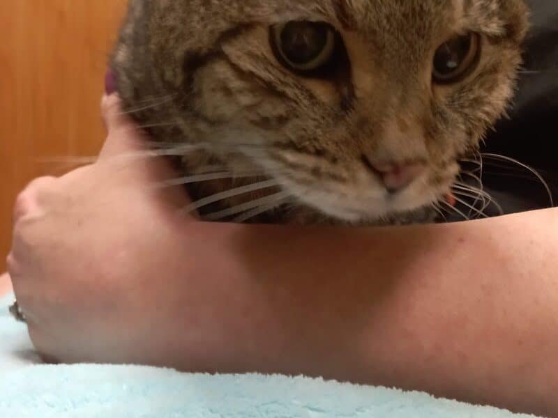 Everhart Veterinary Medicine