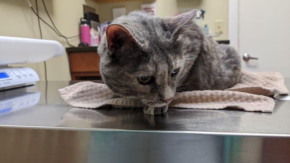 Flemington Veterinary Hospital: Betz Peter F DVM