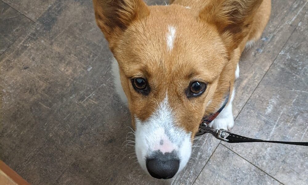 Glades Pike Veterinary Hospital