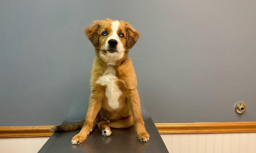 Grace Veterinary Services