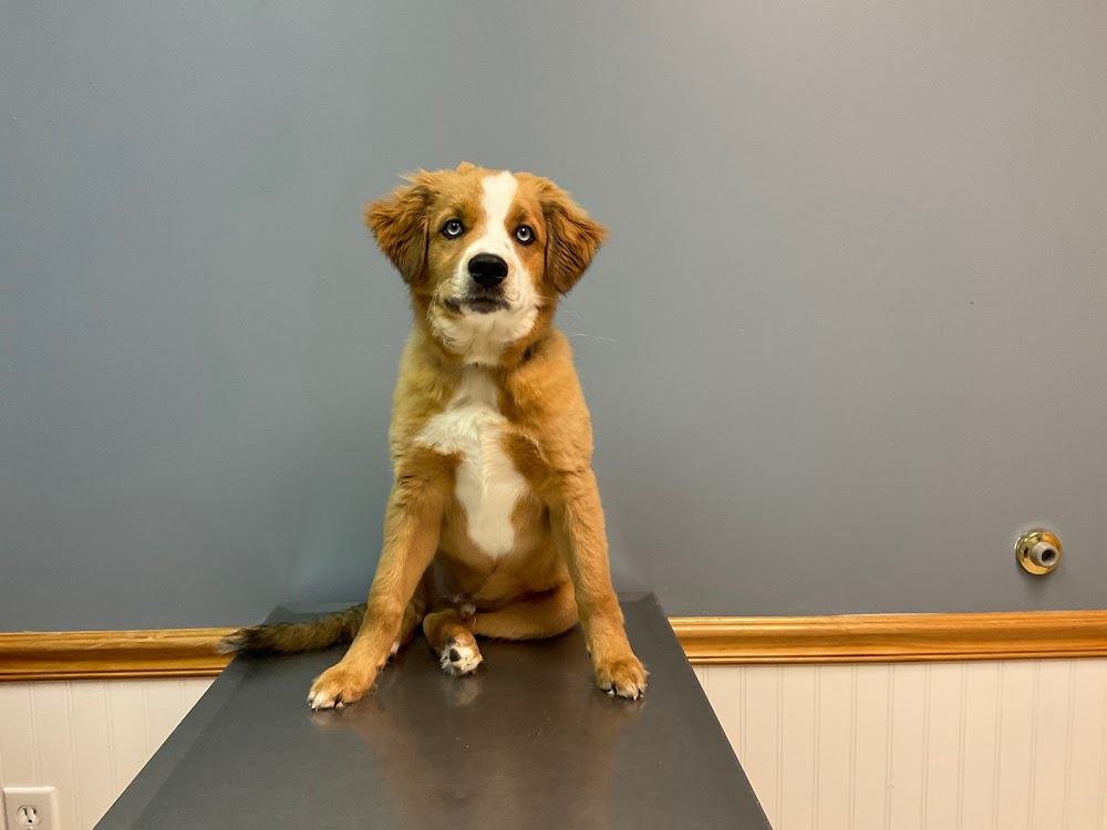 Grace Veterinary Services