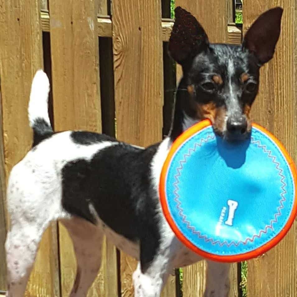 Greenbelt Dog Training