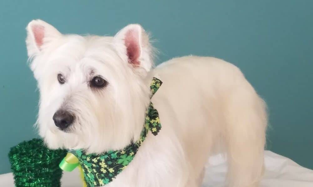 Groom-N-Tails