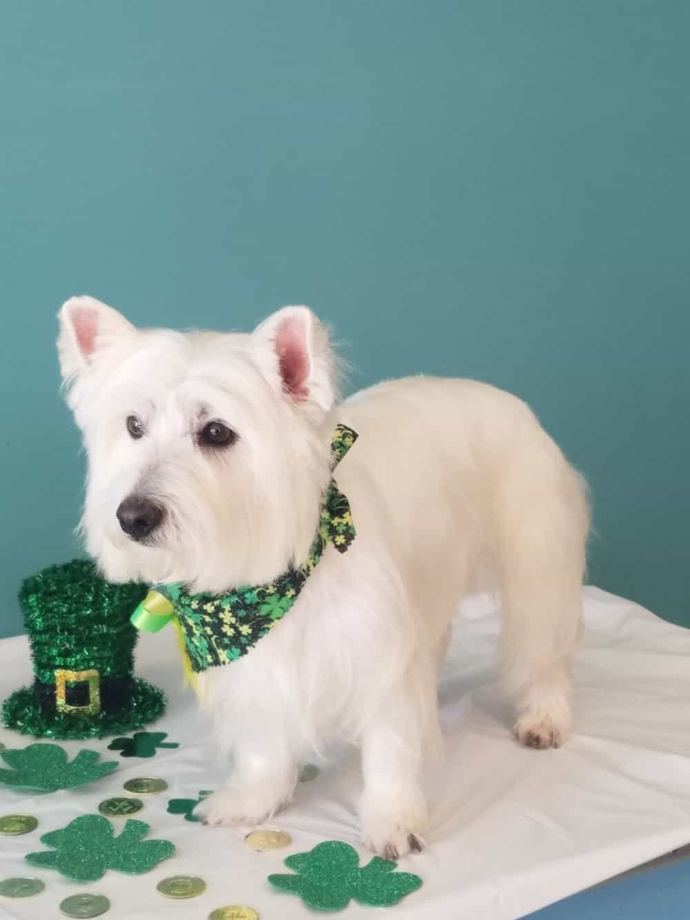 Groom-N-Tails