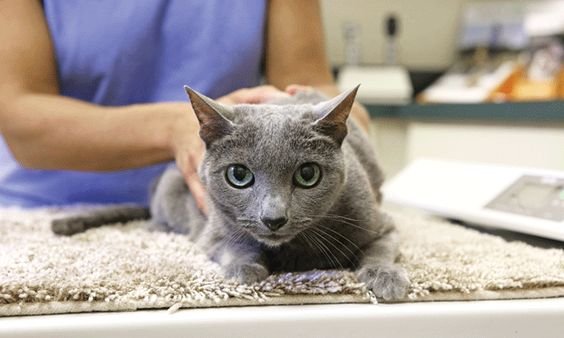 Harlingen Veterinary Clinic