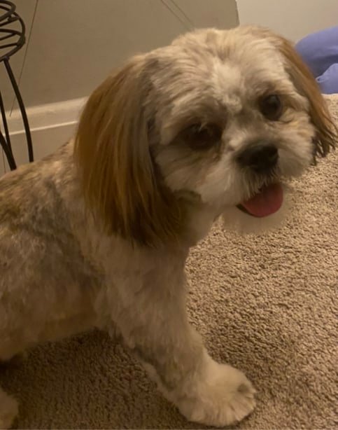Hillendale Grooming & Pet Center