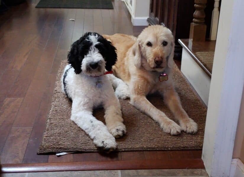 Homecare Veterinary Clinic
