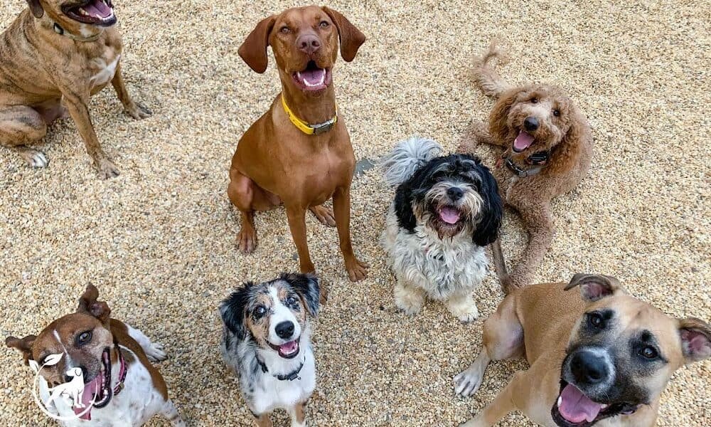Indigo Dog Training