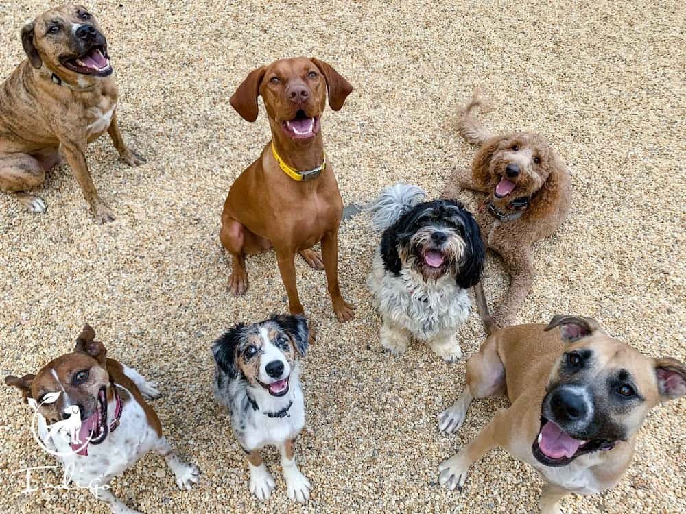 Indigo Dog Training