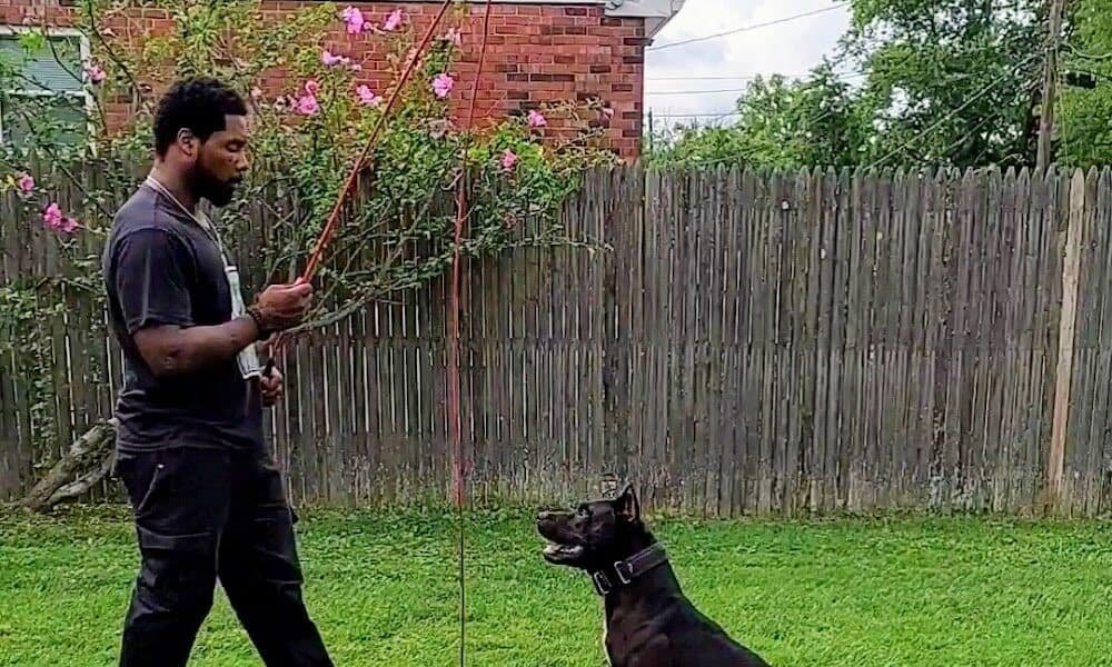 iSpeakDogg DMV