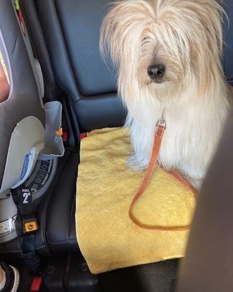 Its A Pet Thing LLC