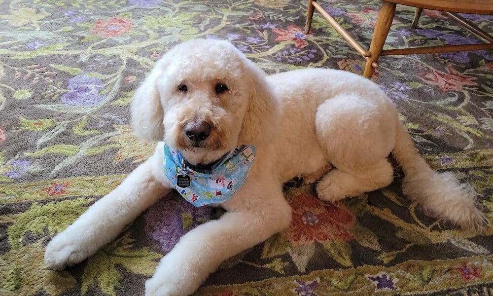 Janneth Pet Grooming