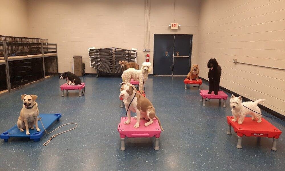 Leash Free Living