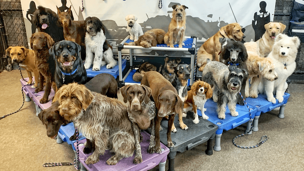 Leash Free Living