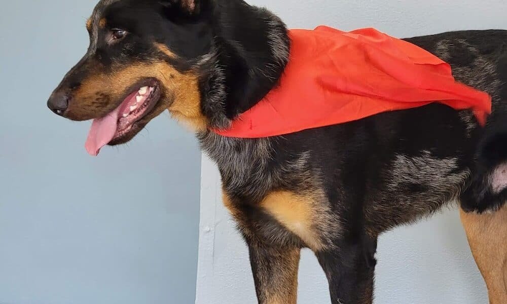 Limitless Canines