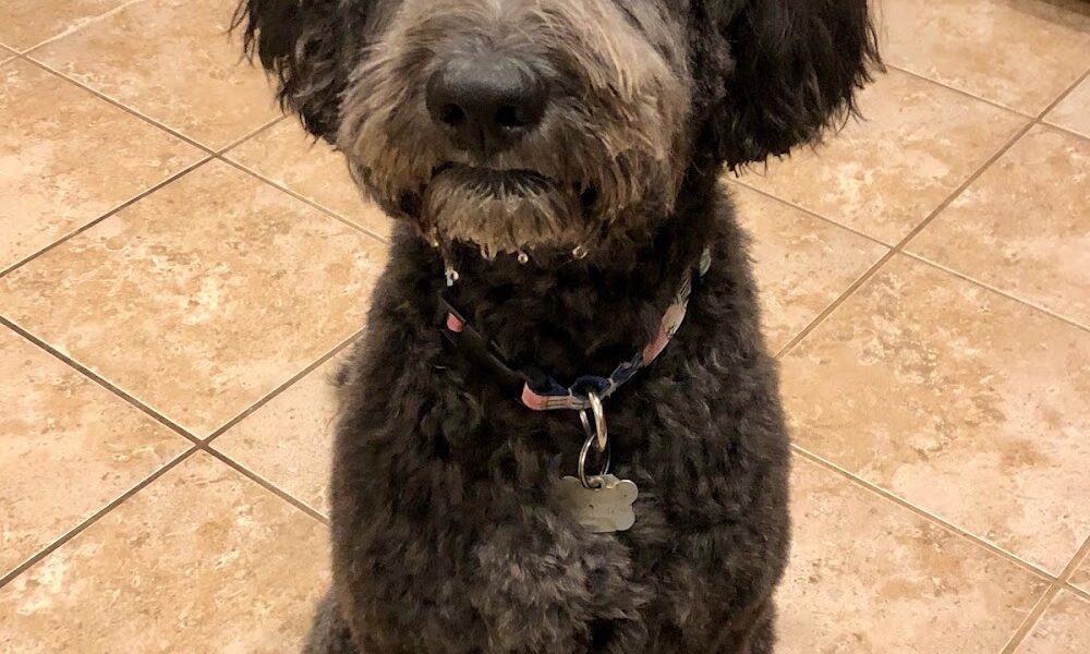 Lisa’s Pet Grooming