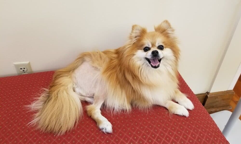 Lutherville Animal Hospital