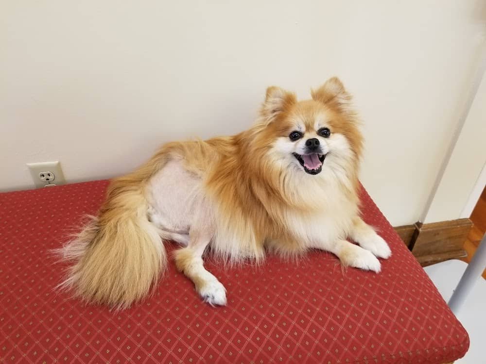 Lutherville Animal Hospital