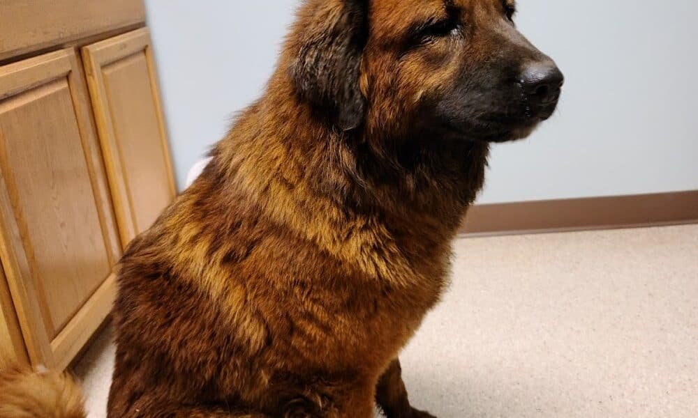 Mountainview Veterinary Services