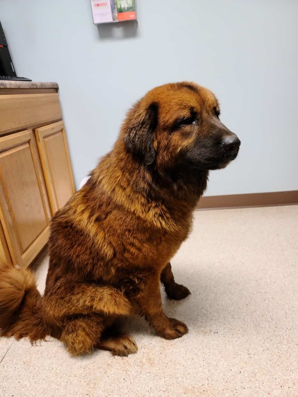 Mountainview Veterinary Services