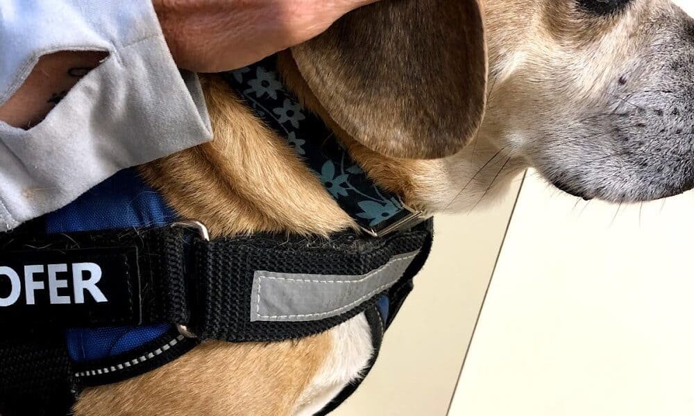 Murray Hill Veterinary Associates