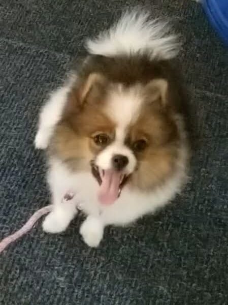 Mutt Masters Pet Grooming
