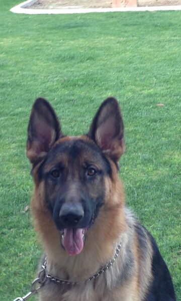 Off Leash K9 of Northern Virginia