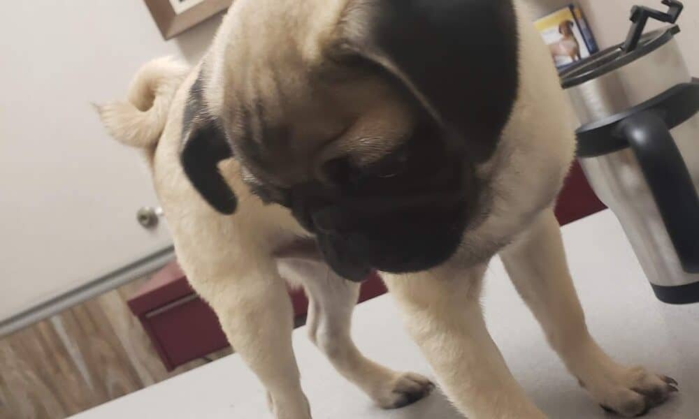 Pasadena Animal Hospital